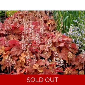 Heucherella 'Redstone Falls'